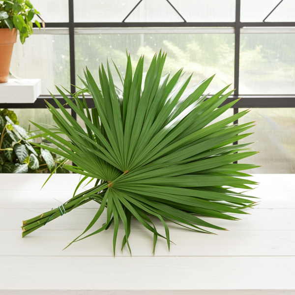 fan leaf palm plant Florida Fan Palm Pack Of 6