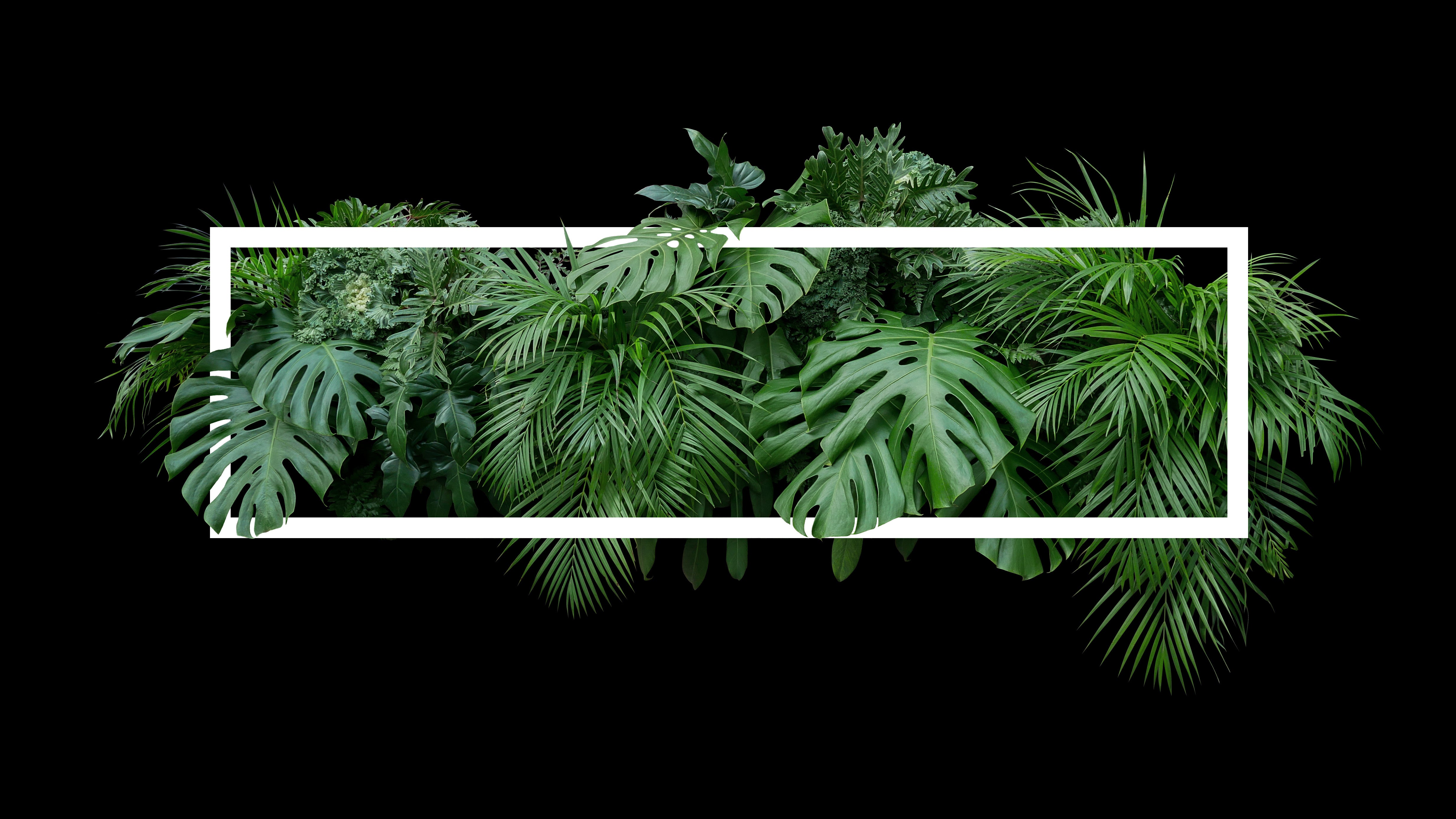 Fresh Palm Leaves