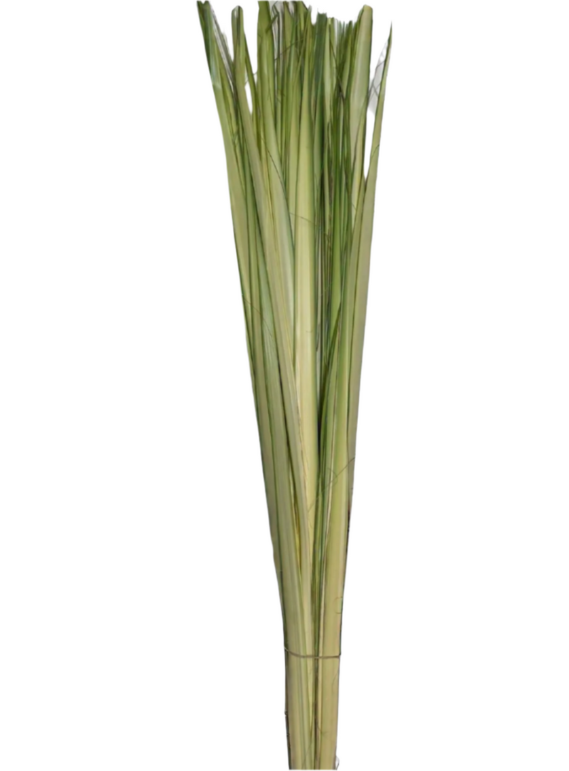 Tiras de palma