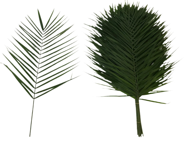 Paquete de 15 hojas de palmera para tipi