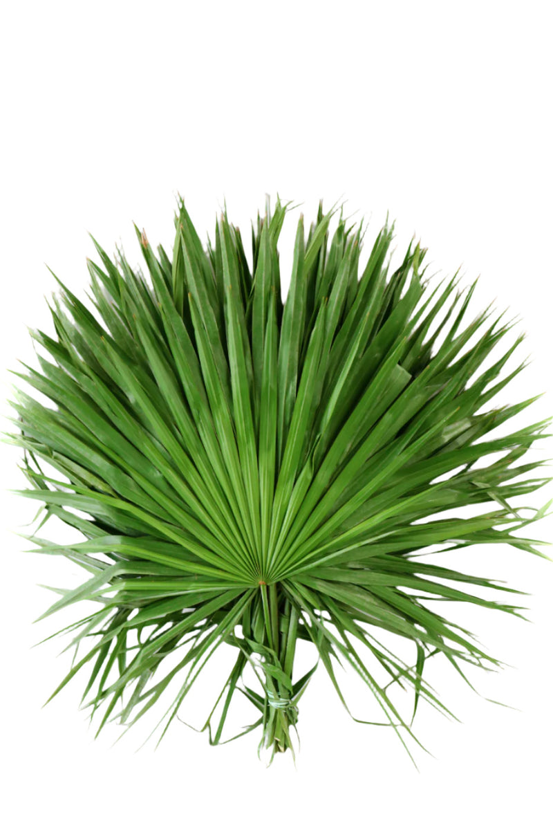 Paquete de 6 palmeras de abanico de Florida