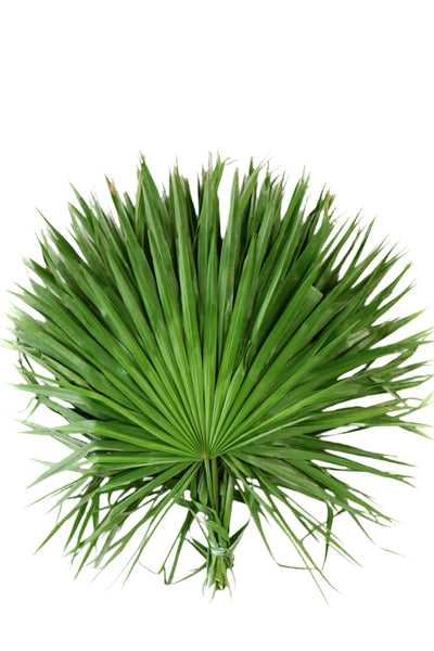 palm fan plant Florida Fan Palm Pack Of 6 – Fresh Palm Leaves