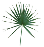 Palmetto Fan Pack of 10