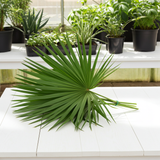 Florida Fan Palm Pack Of 6