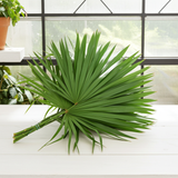 Florida Fan Palm Pack Of 6