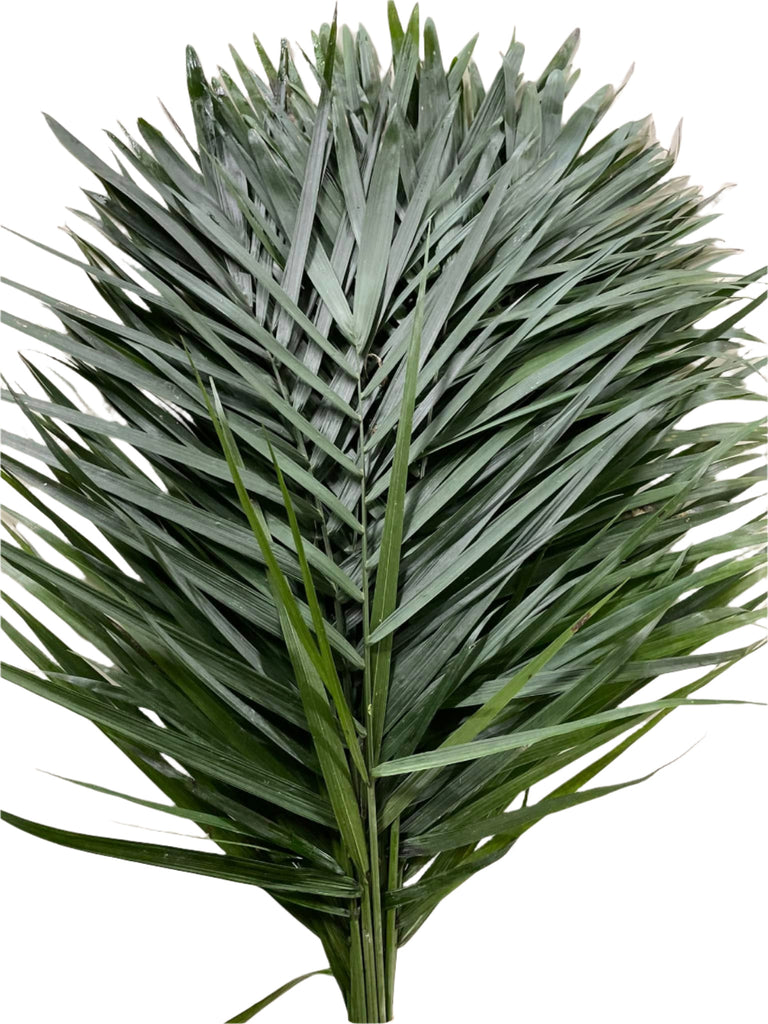 coconut palm leaves for sale Teepee Palm Leaves Pack of 15 – Fresh Palm Leaves