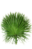 Florida Fan Palm Pack Of 6