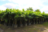 Adonidia Palm - Christmas Palm