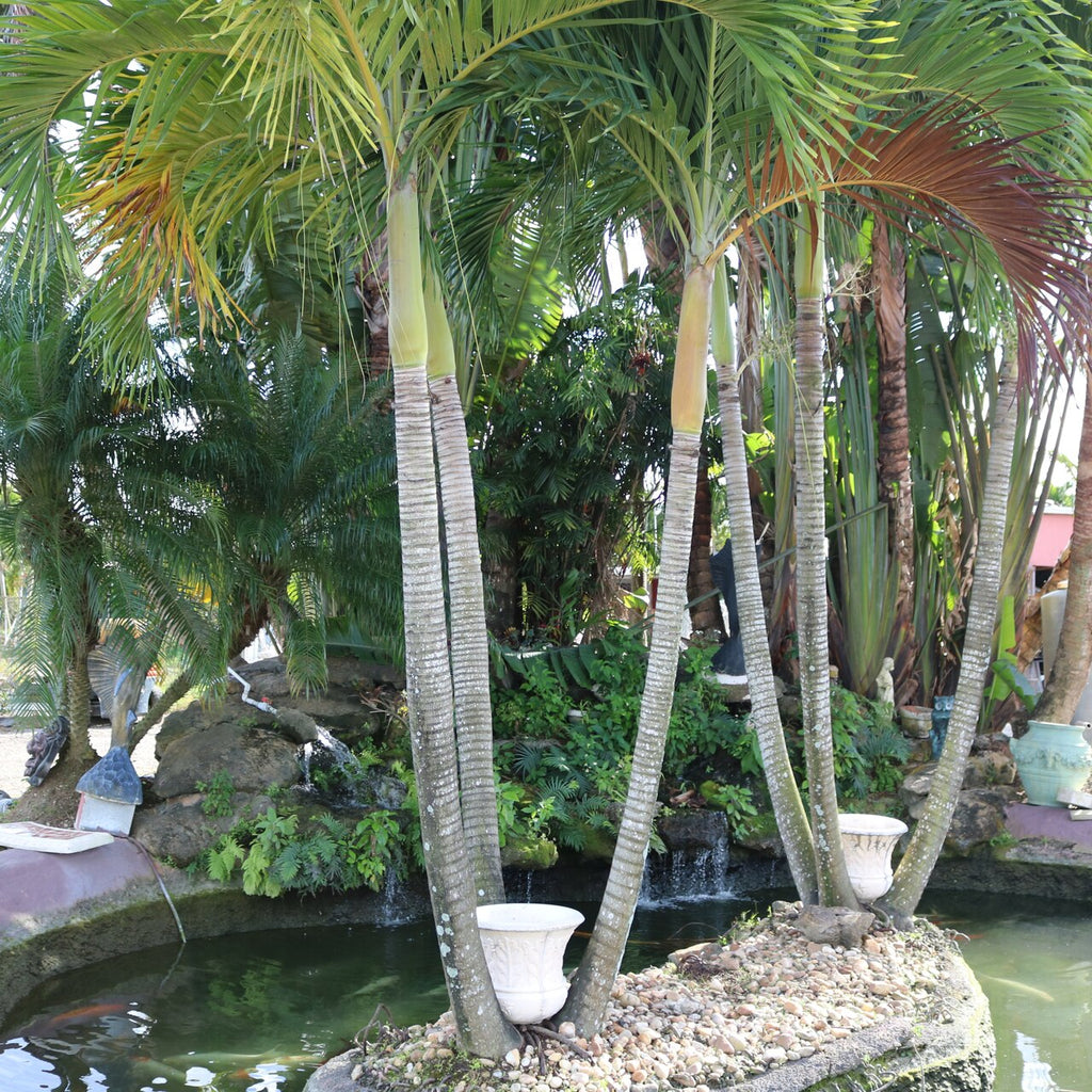 Adonidia Palm - Christmas Palm