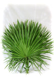 Florida Fan Palm Pack Of 6