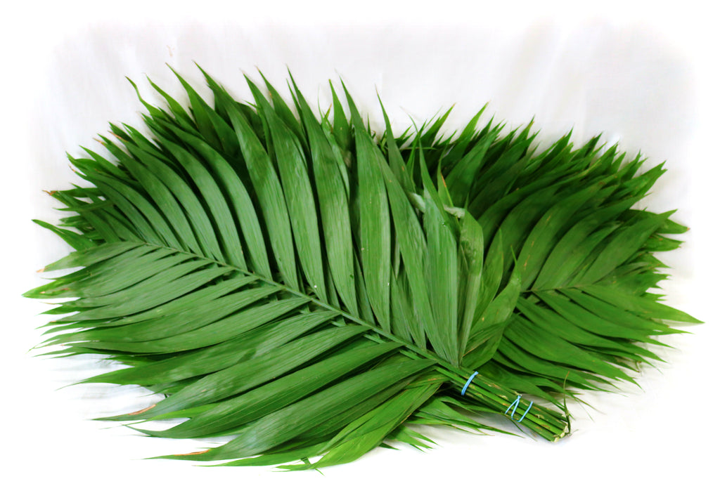 Emerald Palm Pack of 15