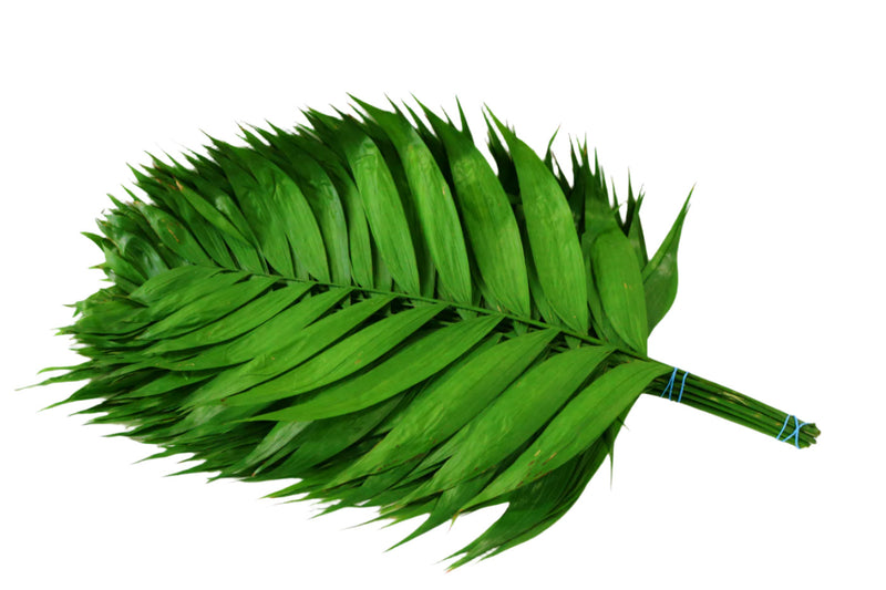 Paquete de 15 palmas esmeralda