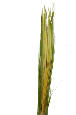Palm Stalk
