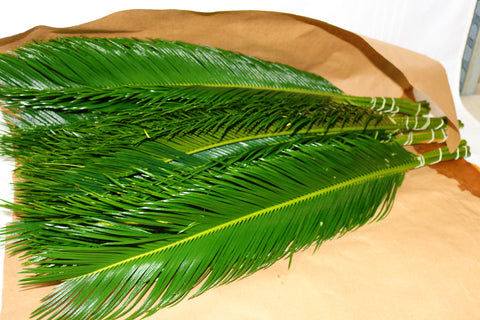 Sago Palm Pack of 5