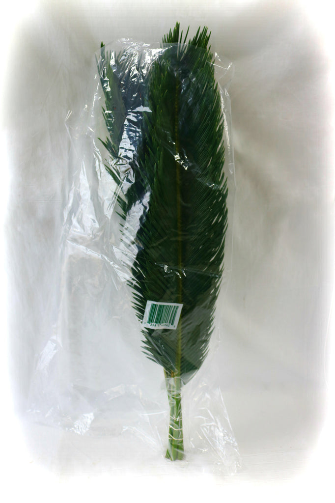 Sago Palm Pack of 5