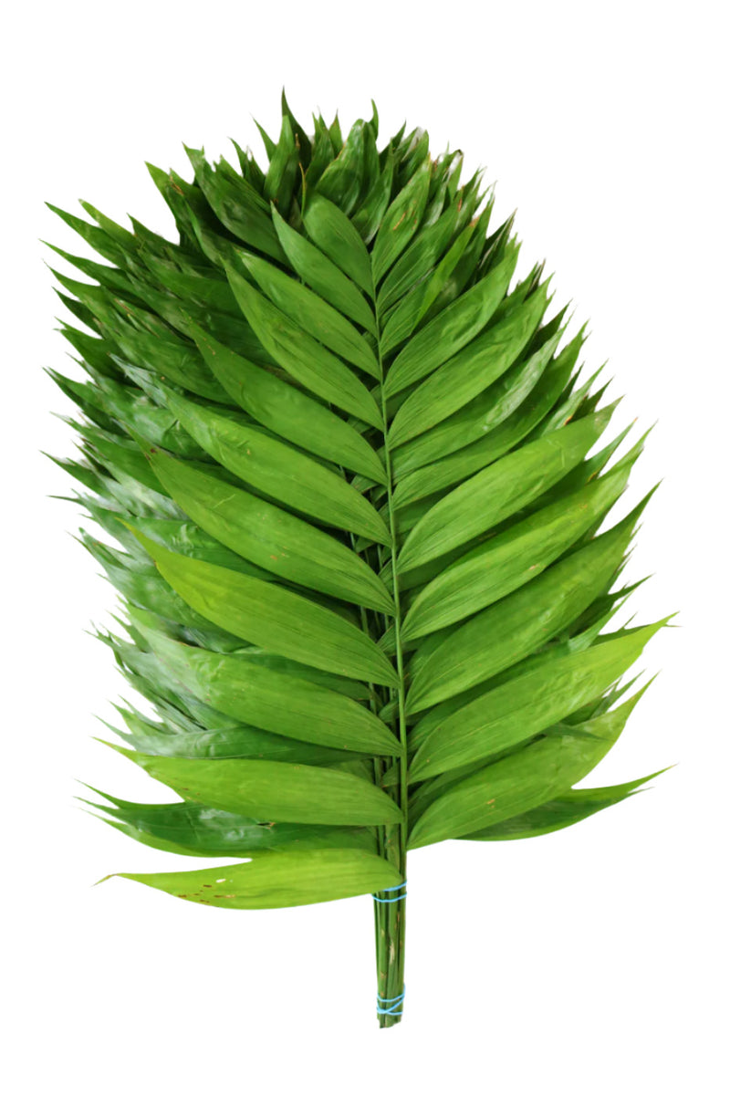 Paquete de 15 palmas esmeralda