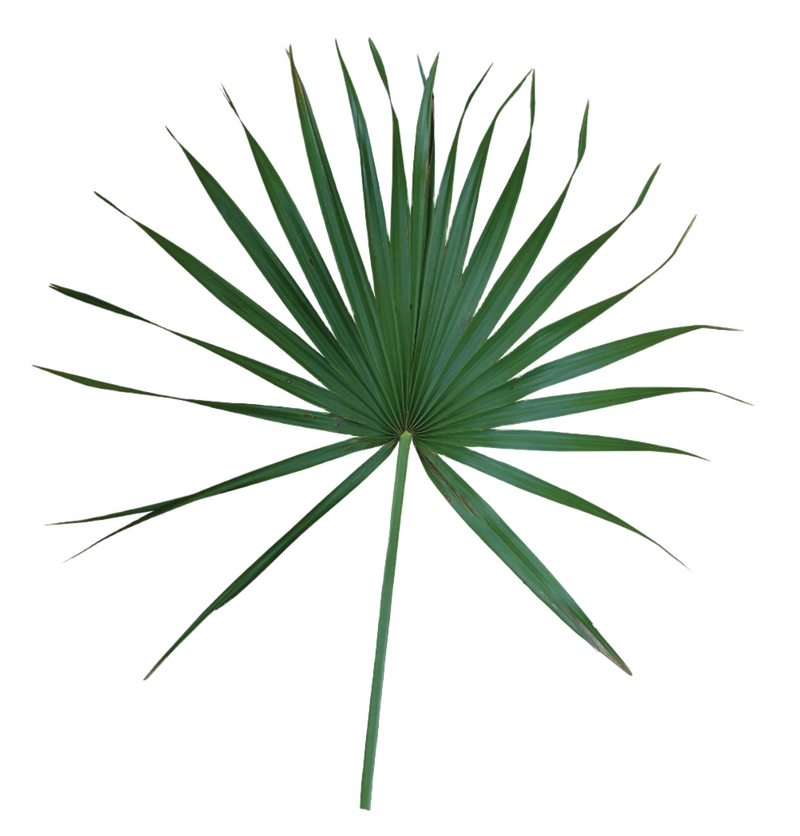 Paquete de 10 abanicos Palmetto